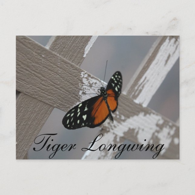 Butterfly Tiger Longwing # 1 Postkarte (Vorderseite)
