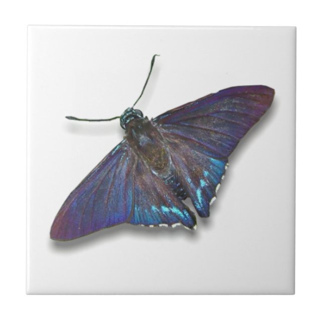 Butterfly Tile - Mangrove Skipper Fliese (Vorderseite)