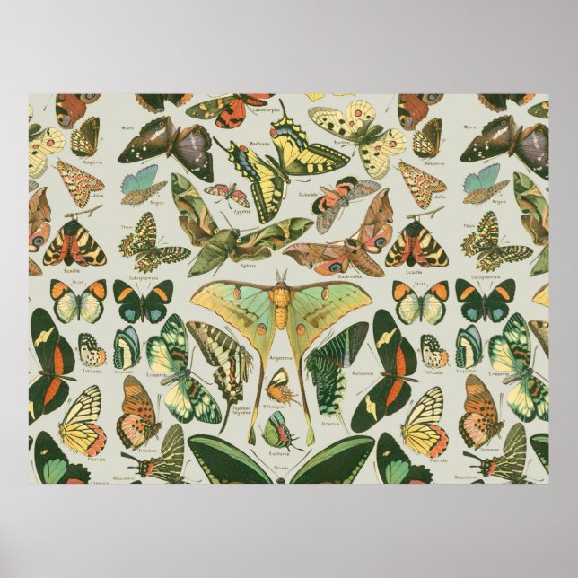 Butterfly Vintages Muster Schmetterlinge Malerei Poster (Vorne)