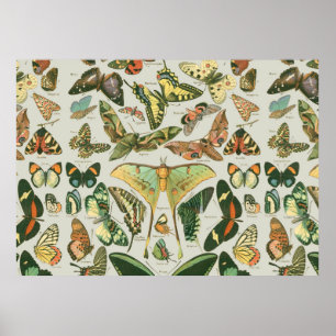 Butterfly Vintages Muster Schmetterlinge Malerei Poster