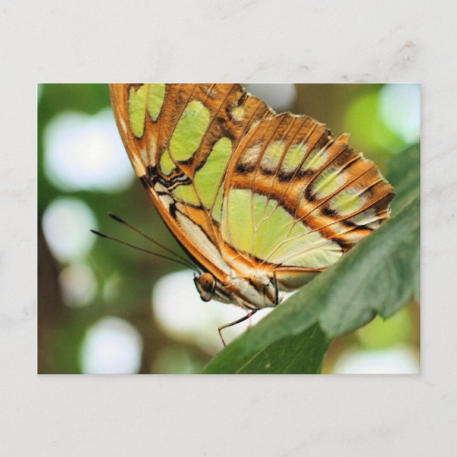 Butterfly Watching Nature Fotografy Postcard Postkarte (Vorderseite)