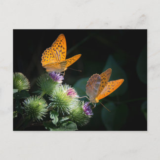 BUTTERFLY WILD LIFE INSECT POSTCROSSING POSTKARTE