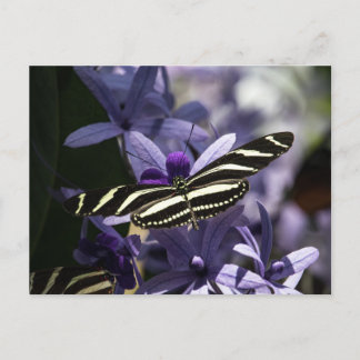 BUTTERFLY WILD LIFE INSECT POSTCROSSING POSTKARTE