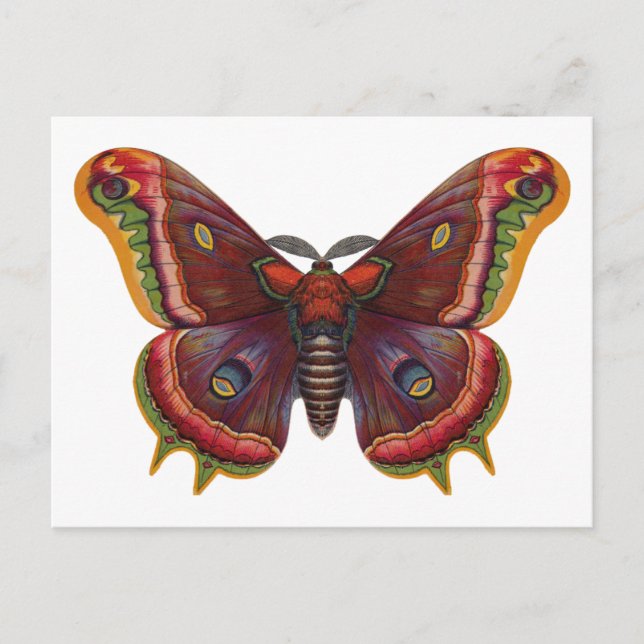Butterfly Wings Insect Vintage Postcard Postkarte (Vorderseite)