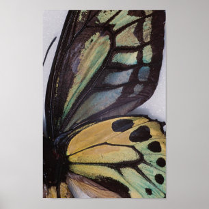 Butterfly Wings Poster