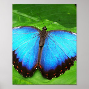BUTTERFLY WINGS POSTER