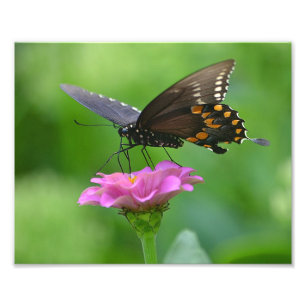 Butterfly Zinnia Foto Print