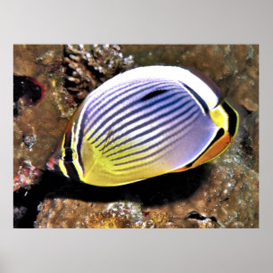 Butterflyfish Poster
