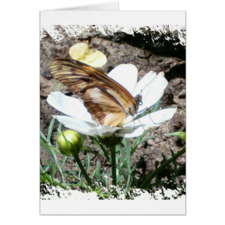 Butterly auf Blume