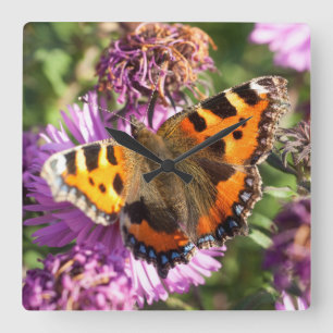 Butterly Red Admiral Quadratische Wanduhr
