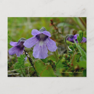 Butterwort oder Bog Violet, Insel Unalaska Postkarte
