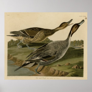 Button angebundene Ente Poster