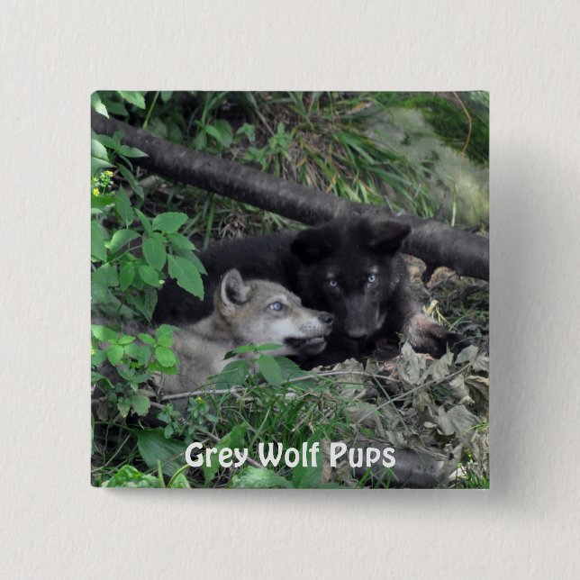 Button "Black & Gray Wolf Pups Wildlife Collector" (Vorderseite)