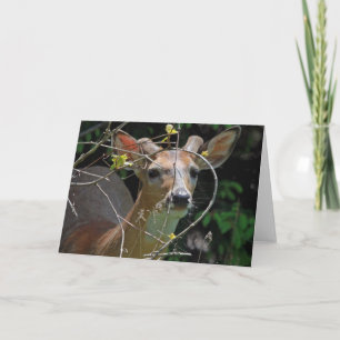 Button Buck 7 x 5 Faltgeklappte Grußkarte - leer Karte