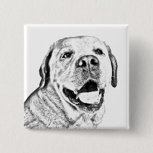 Button Button - Labrador Retriever