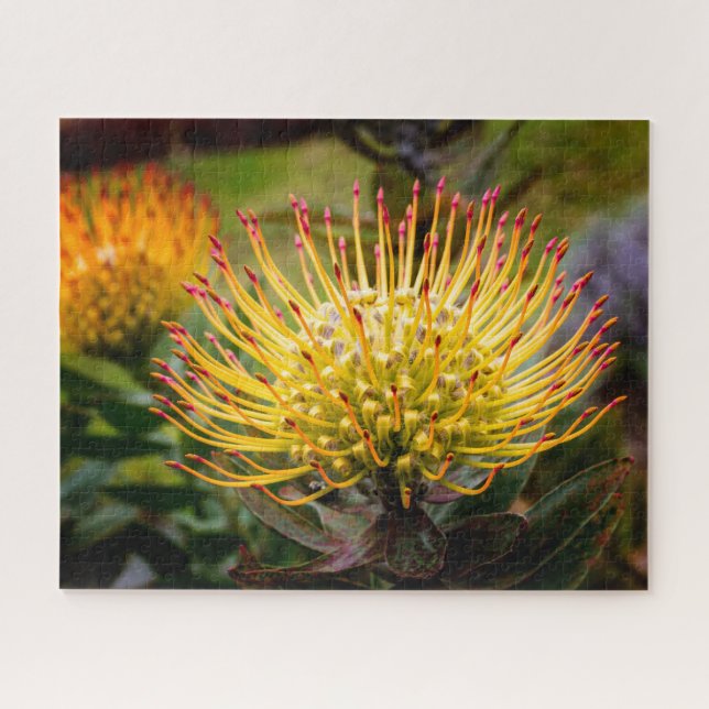 Button Cushion Protea Blume auf Maui Puzzle (Horizontal)
