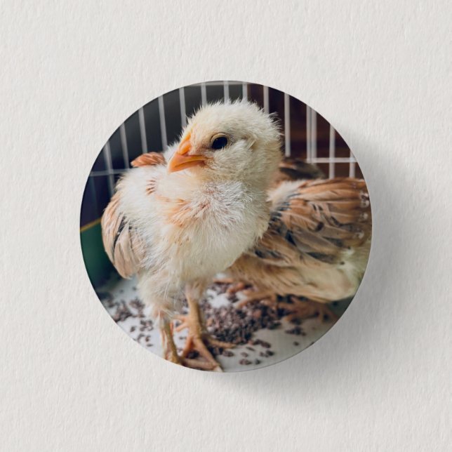 Button Cute Baby Chick  (Vorderseite)