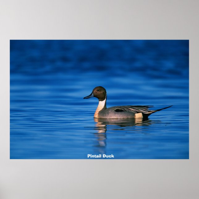Button Duck Poster (Vorne)