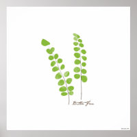 Button Fern Illustration | Botanische Schrift