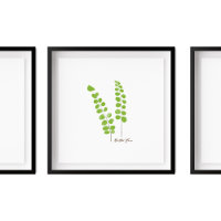 Button Fern Illustration | Fern-Serie