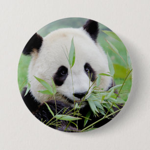 Button Foto Riesenpanda , Tiere 0026.
