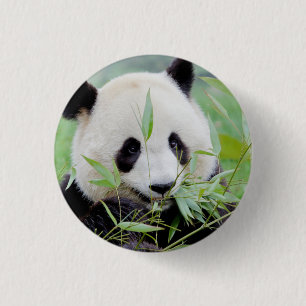 Button Foto Riesenpanda , Tiere 0036.