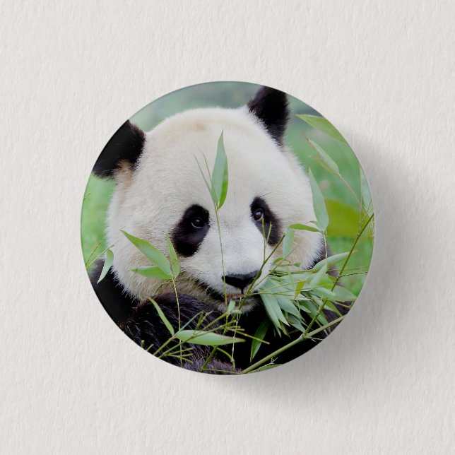 Button Foto Riesenpanda , Tiere 0036. (Vorderseite)