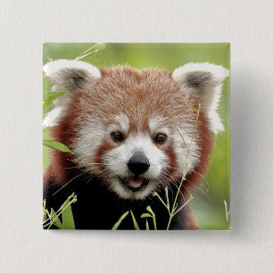 Button Foto Rote Panda , Tiere 0045.