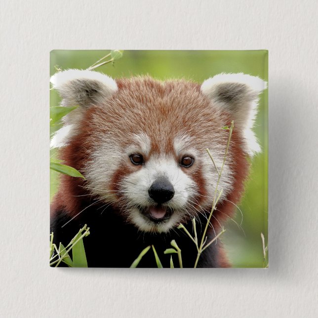 Button Foto Rote Panda , Tiere 0045. (Vorderseite)