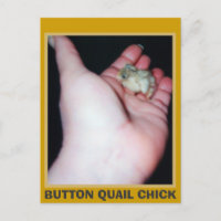 BUTTON QUAIL CHICK