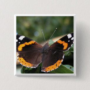 Button roten Admiral-Schmetterling