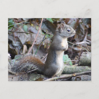 Button the Douglas Squirrel Postcard Postkarte