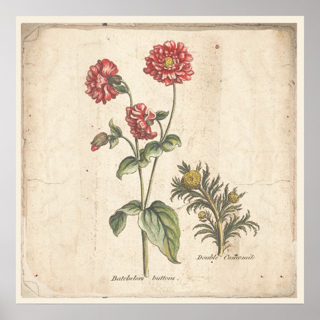 Buttons für antikes Botanisches Plakat (Vorne)