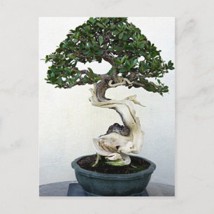 Buttonwood Bonsai Tree Postkarte