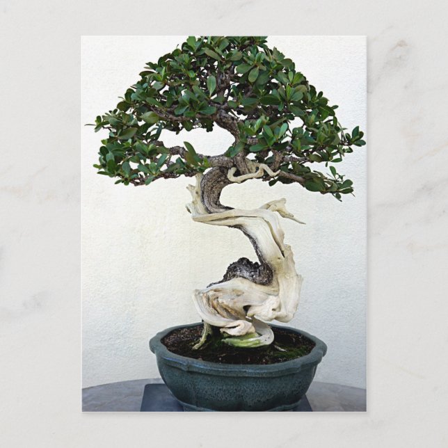 Buttonwood Bonsai Tree Postkarte (Vorderseite)