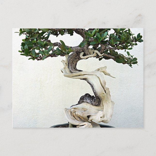 Buttonwood Bonsai Tree Postkarte (Vorderseite)