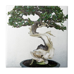 Buttonwood-Bonsais-Baum Fliese