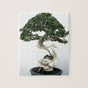 Buttonwood-Bonsais-Baum Puzzle