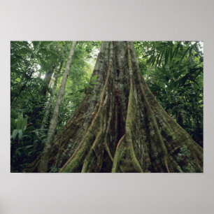 Buttressed tree in rainforest, Corcovado Poster