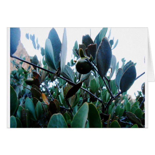 Buxacee (Vorderseite (Horizontal))