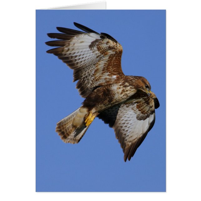 Buzzard 2 (Vorne)