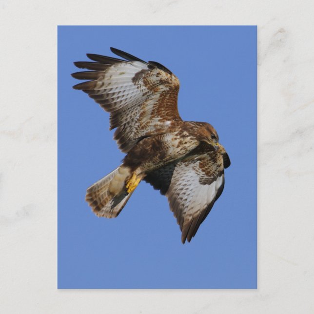 Buzzard 2 postkarte (Vorderseite)