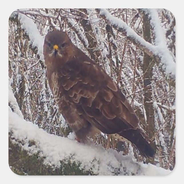 Buzzard auf der Snowy Branch Quadratischer Aufkleber (Vorderseite)