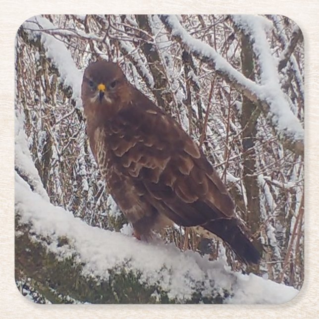 Buzzard auf Snowy Branch Untersetzer (Vorderseite)
