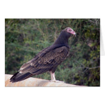 Buzzard - Glad, du bist besser Gefühl