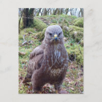 Buzzard mit Höhenlage