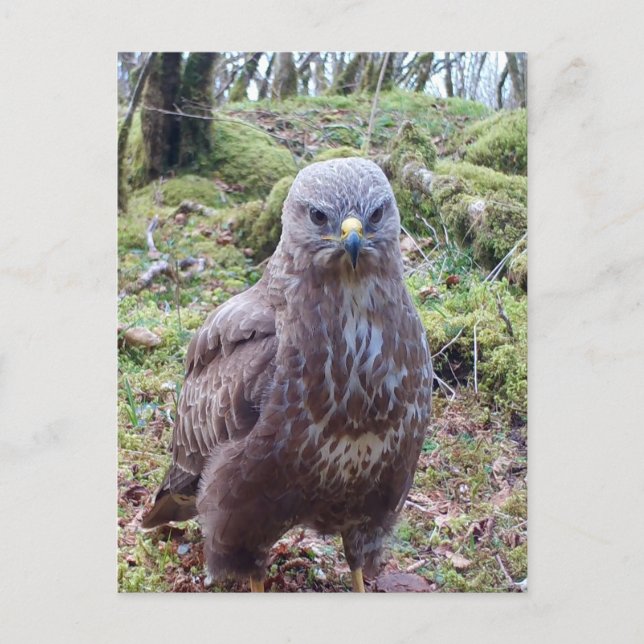 Buzzard mit Höhenlage Postkarte (Vorderseite)