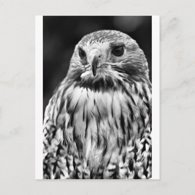 Buzzard Postkarte (Vorderseite)