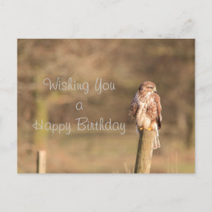 Buzzard Postkarte