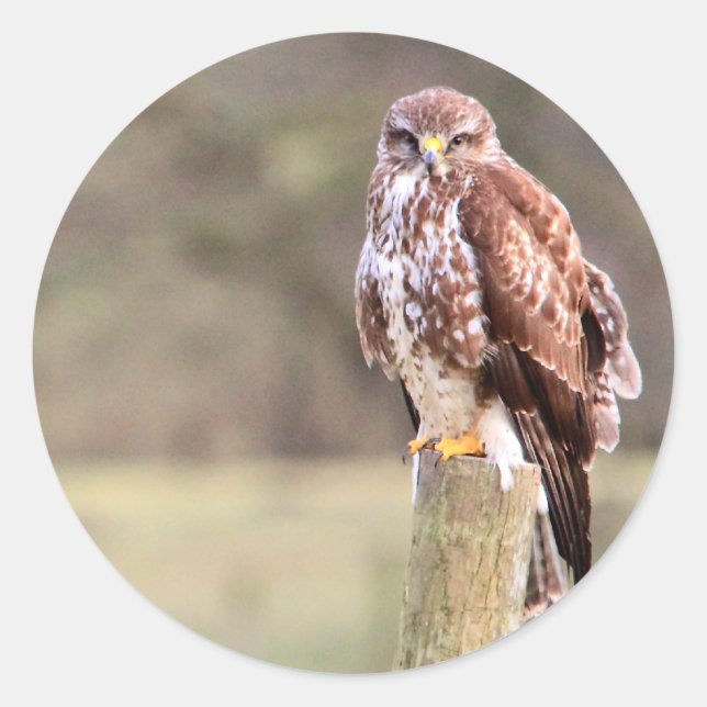 Buzzard Runder Aufkleber (Vorderseite)